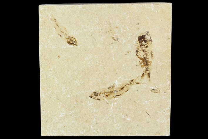Three Cretaceous Fossil Fish - Lebanon #111691